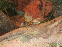 Locusta migratoria - Migratory locust