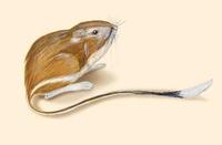 Image of: Dipodomys spectabilis (banner-tailed kangaroo rat)