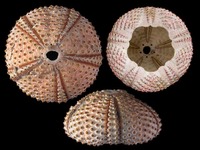 Arbacia lixula