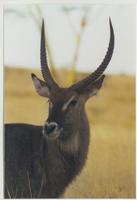 Image of: Kobus ellipsiprymnus (waterbuck)