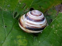 Cepaea vindobonensis
