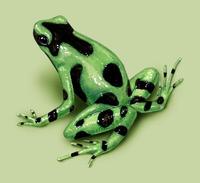 Image of: Dendrobates auratus (green and black poison dart frog)