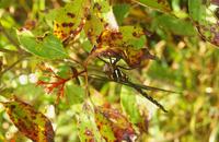 Image of: Aeshna umbrosa