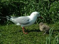 Larus novaehollandiae - Silver Gull