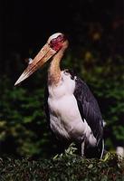 Leptoptilos javanicus - Lesser Adjutant