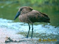 Scopus umbretta - Hamerkop