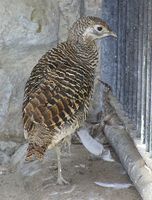 Chrysolophus amherstiae - Lady Amherst's Pheasant