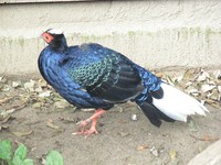 Lophura hatinhensis - Vietnamese Pheasant