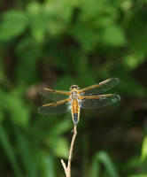 Image of: Celithemis elisa