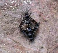 Image of: Diptera (true flies)