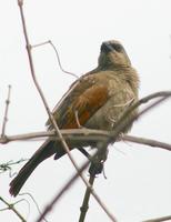 Image of: Agelaioides badius (bay-winged cowbird)