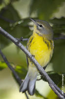 Image of: Dendroica palmarum (palm warbler)