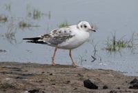 Image of: Larus brunnicephalus (brown-headed gull)