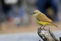 Image of: Machetornis rixosa (cattle tyrant)