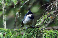 Image of: Parus rubidiventris (rufous-vented tit)