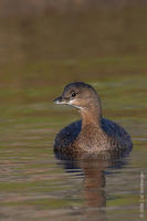 Image of: Podilymbus podiceps (pied-billed grebe)