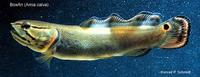 Image of: Amia calva (bowfin)