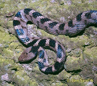 Telescopus fallax - European Cat Snake