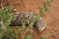 Tiliqua nigrolutea - Blotched Blue-Tongued Lizard