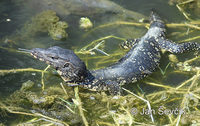 Varanus salvator - Common Water Monitor