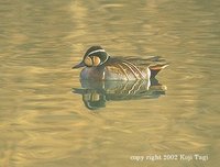 Baikal Teal - Anas formosa