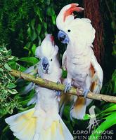 Salmon-crested Cockatoo - Cacatua moluccensis