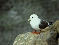 Red-legged Kittiwake - Rissa brevirostris