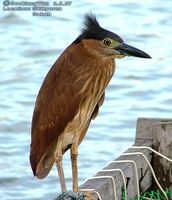 Rufous Night Heron - Nycticorax caledonicus