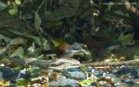 Wynaad Laughingthrush - Garrulax delesserti