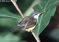 Mountain Tailorbird - Orthotomus cuculatus