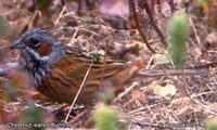 Chestnut-eared Bunting - Emberiza fucata