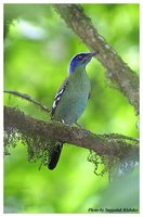 Green Cochoa - Cochoa viridis