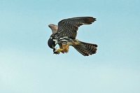 Eurasian Hobby - Falco subbuteo