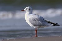 Brown-headed Gull - Larus brunnicephalus