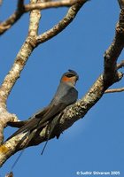 Crested Treeswift - Hemiprocne coronata