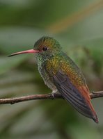 Rufous-tailed Hummingbird - Amazilia tzacatl