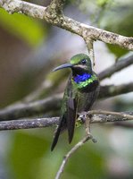 Black-throated Brilliant - Heliodoxa schreibersii