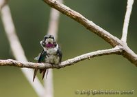 White-bellied Woodstar - Chaetocercus mulsant