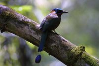 Blue-crowned Motmot - Momotus momota