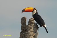 Toco Toucan - Ramphastos toco