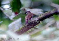 Malaysian Honeyguide - Indicator archipelagicus