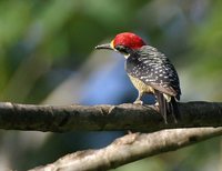 Black-cheeked Woodpecker - Melanerpes pucherani
