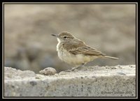 Coastal Miner - Geositta peruviana