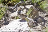 Streaked Tit-Spinetail - Leptasthenura striata