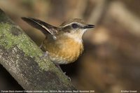 Black-cheeked Gnateater - Conopophaga melanops