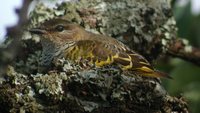 Black Cuckoo-shrike - Campephaga flava