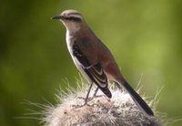 Brown-backed Mockingbird - Mimus dorsalis
