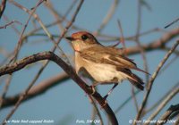 Red-capped Robin - Petroica goodenovii