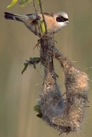 Eurasian Penduline-Tit - Remiz pendulinus