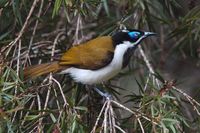 Blue-faced Honeyeater - Entomyzon cyanotis